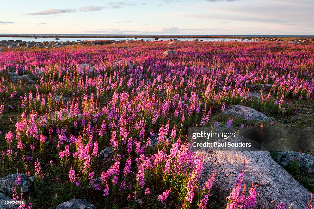 Fireweed, Hudson Bay, Canada