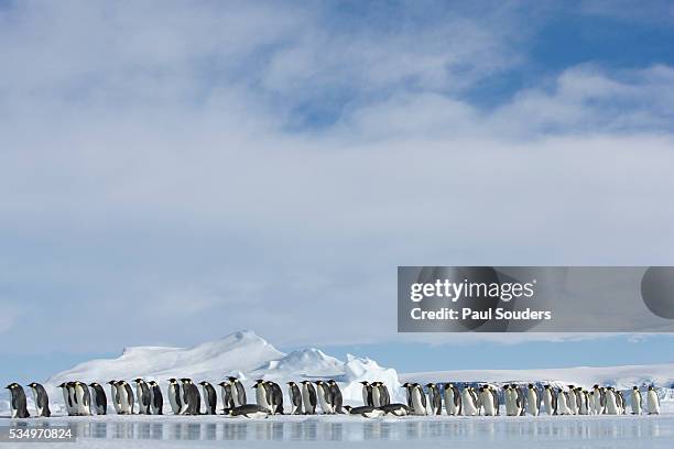 row of emperor penguins in antarctica - emperor penguin stock pictures, royalty-free photos & images
