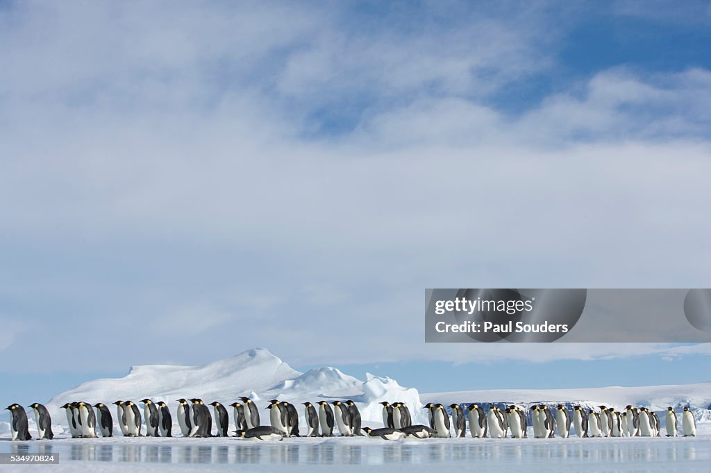 Row of Emperor Penguins in Antarctica