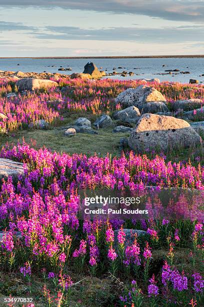 fireweed, hudson bay, canada - manitoba stock pictures, royalty-free photos & images