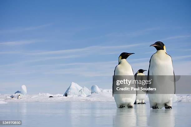 emperor penguins in antarctica - antartica stock-fotos und bilder