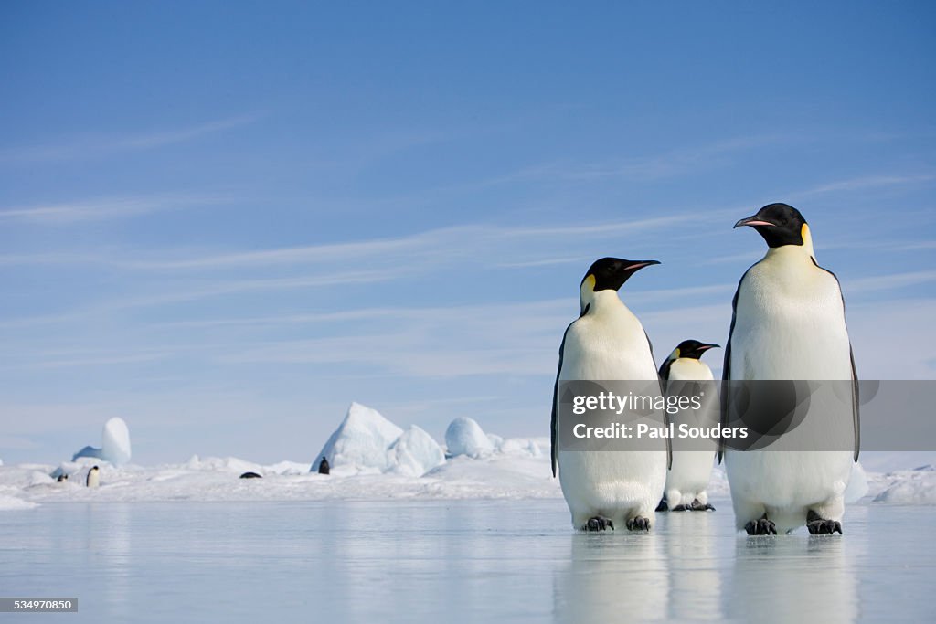 Emperor Penguins in Antarctica