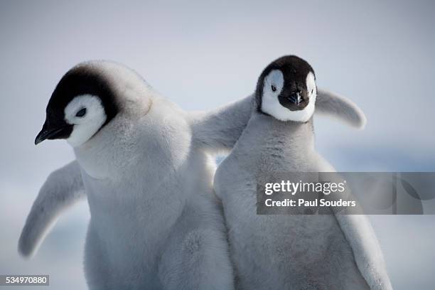 emperor penguin chicks in antarctica - pingüino emperador fotografías e imágenes de stock