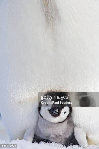 emperor penguin and chick in antarctica - penguin stock pictures, royalty-free photos & images