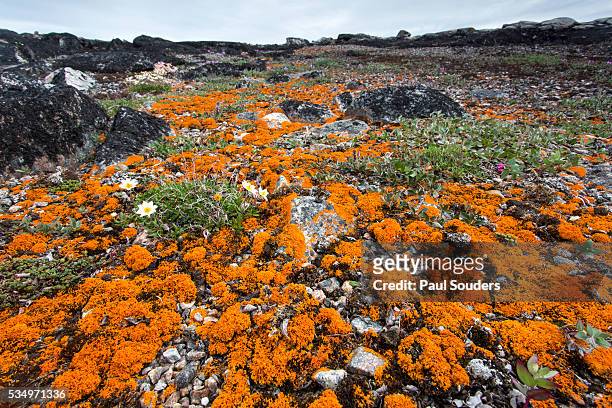orange lichens, nunavut, canada - lachen stock pictures, royalty-free photos & images