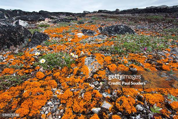 orange lichens, nunavut, canada - líquen - fotografias e filmes do acervo