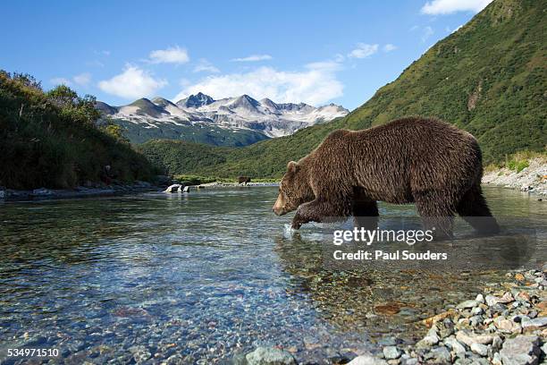 brown bear, katmai national park, alaska - katmai national park bildbanksfoton och bilder