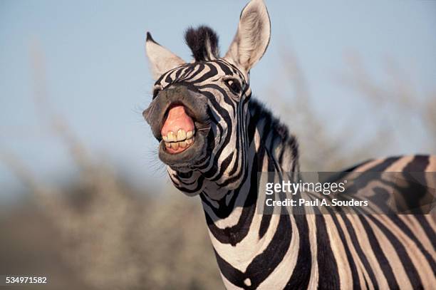 plains zebra baring its teeth - plains zebra bildbanksfoton och bilder