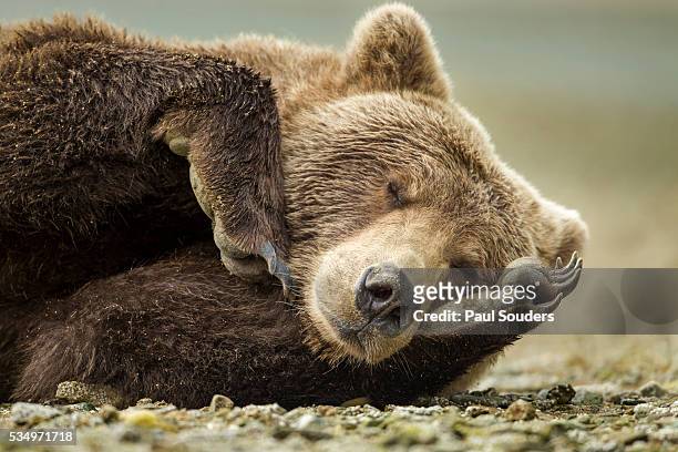 sleeping brown bear, katmai national park, alaska - brown bear photos et images de collection