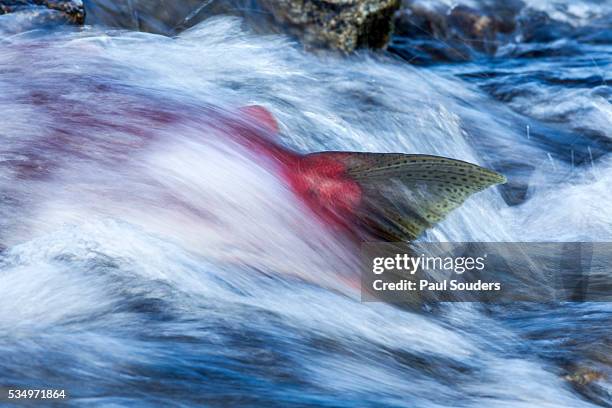 spawning salmon, katmai national park, alaska - desovar imagens e fotografias de stock
