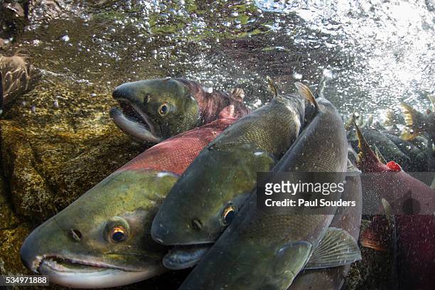 spawning salmon, katmai national park, alaska - sockeye salmon stock pictures, royalty-free photos & images