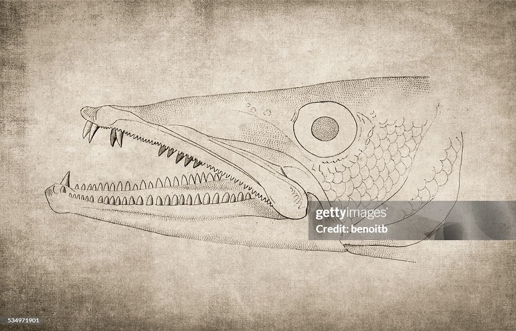Great Barracuda