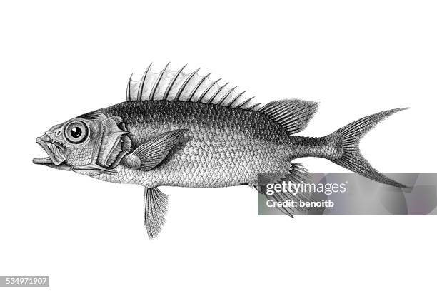 squirrelfish - ray finned fish stock-grafiken, -clipart, -cartoons und -symbole