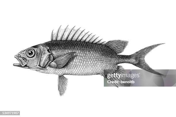 squirrelfish - ray finned fish stock illustrations