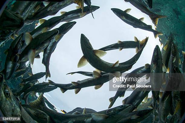 spawning salmon, katmai national park, alaska - freshwater stock pictures, royalty-free photos & images