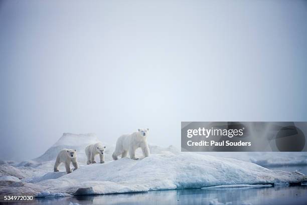 polar bears in fog, hudson bay, nunavut, canada - polar bear bildbanksfoton och bilder