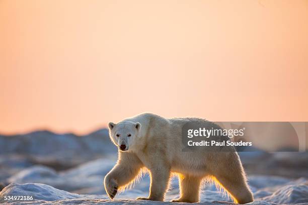 polar bear on sea ice, hudson bay, nunavut, canada - hudson bay stock-fotos und bilder