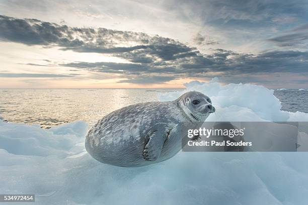 ringed seal pup on iceberg, nunavut territory, canada - seehundjunges stock-fotos und bilder