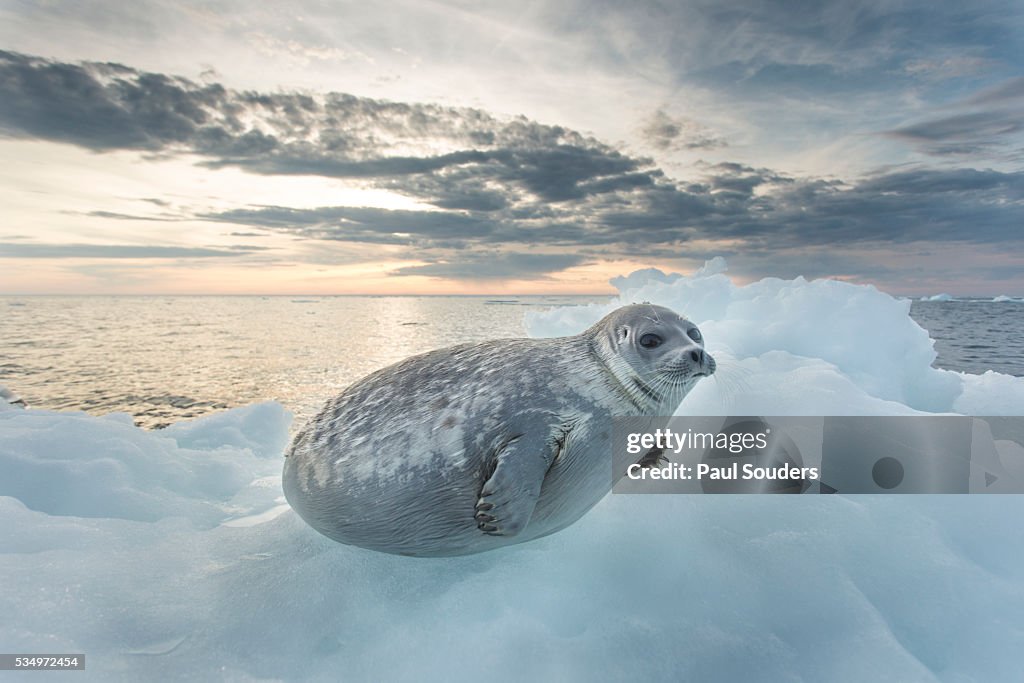 Ringed Seal Pup on Iceberg, Nunavut Territory, Canada