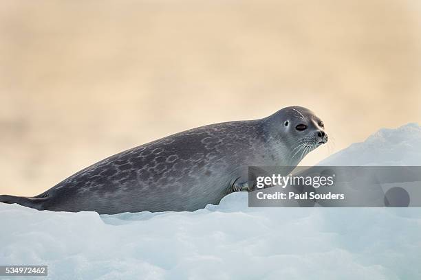ringed seal pup, nunavut, canada - foca-anillada fotografías e imágenes de stock