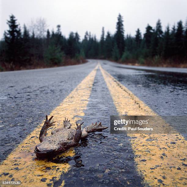 frog road kill, snoqualmie pass, washington, usa - us wildlife stock pictures, royalty-free photos & images