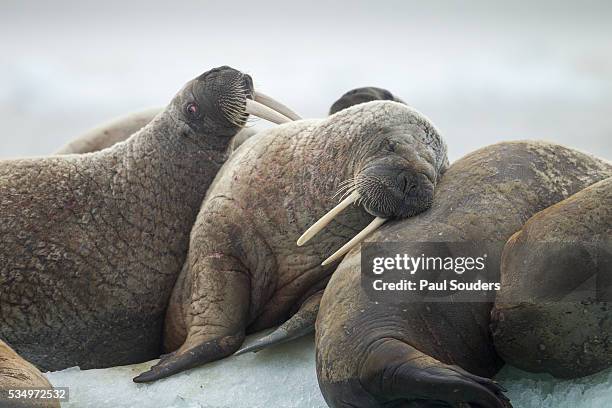 walrus herd on iceberg, hudson bay, nunavut, canada - hug animal group stock pictures, royalty-free photos & images