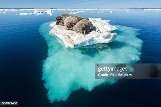 walruses on iceberg, hudson bay, nunavut, canada - artic stockfoto's en -beelden