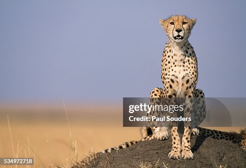 Cheetah on Termite Mound Cheetah on Termite Mound
