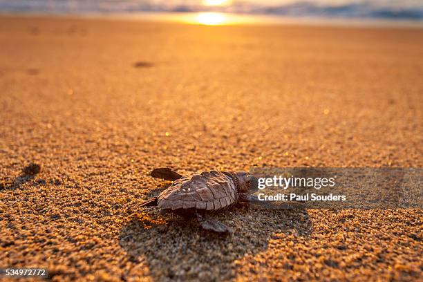 olive ridley turtle hatchling release, baja, mexico - pacific ridley turtle stock pictures, royalty-free photos & images