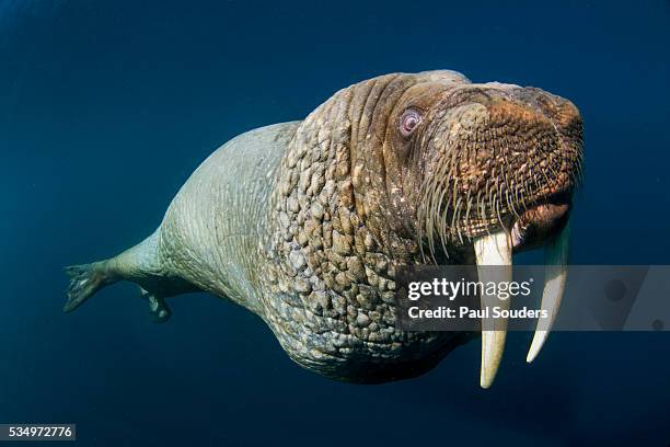 underwater walrus, hudson bay, nunavut, canada - stoßzahn stock-fotos und bilder