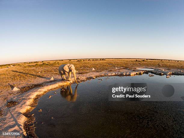 aerial view of elephant at water hole, nxai pan national park, botswana - desert elephant stock-fotos und bilder