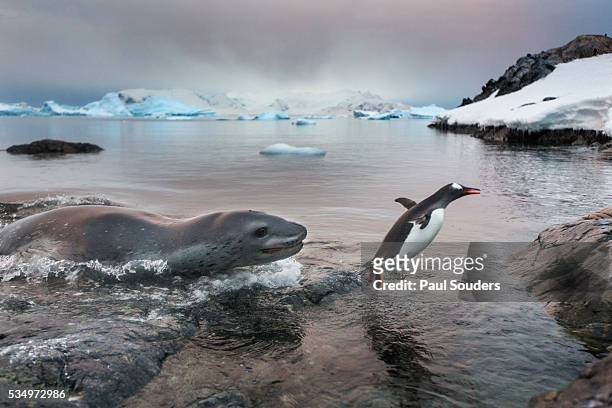 leopard seal hunting gentoo penguin, antarctica - leopard seal stock-fotos und bilder