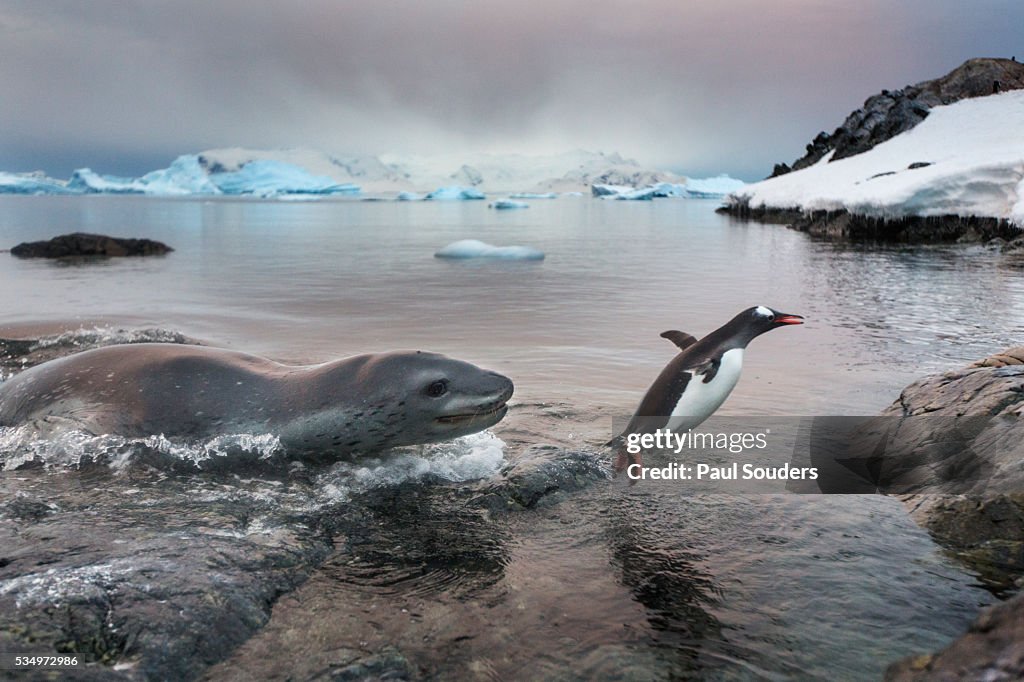 Leopard Seal Hunting Gentoo Penguin, Antarctica