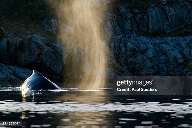 humpback whale in disko bay in greenland - disko bay stock pictures, royalty-free photos & images