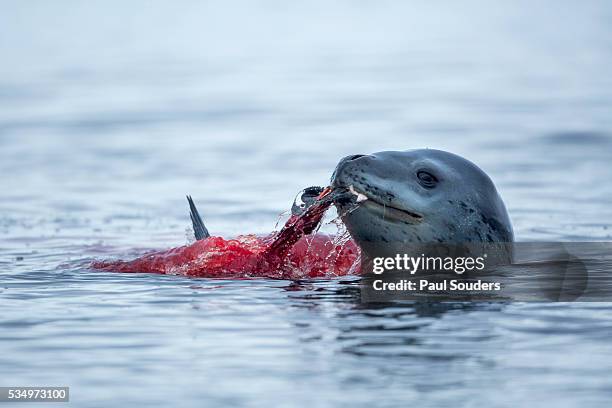 leopard seal and gentoo penguin, antarctica - leopard seal stock-fotos und bilder