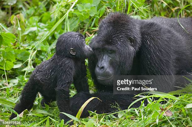 baby gorilla kisses silverback male - gorilla stockfoto's en -beelden