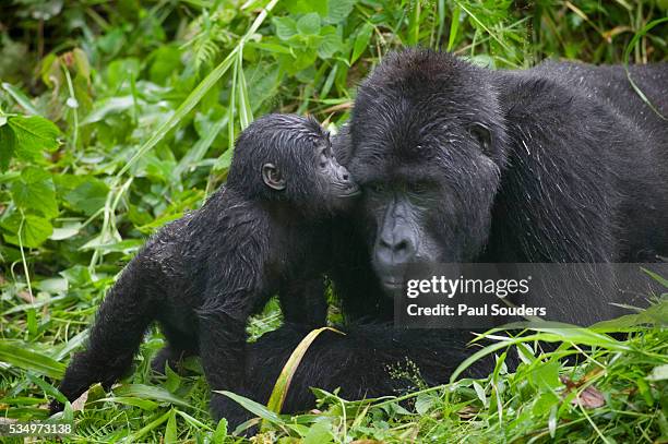 baby gorilla kisses silverback male - gorilla love 2 stockfoto's en -beelden