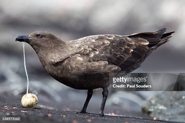brown skua and penguin egg, deception island, antarctica - brown skua stock pictures, royalty-free photos & images