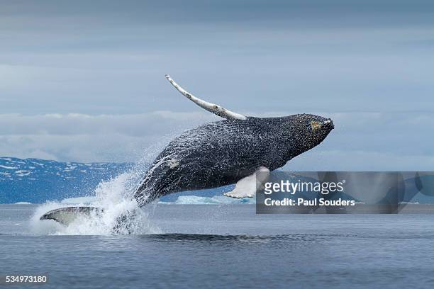 humpback whale calf breaching in disko bay in greenland - whale breaching stock pictures, royalty-free photos & images