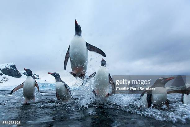 Leaping Gentoo Penguins, Antarctica