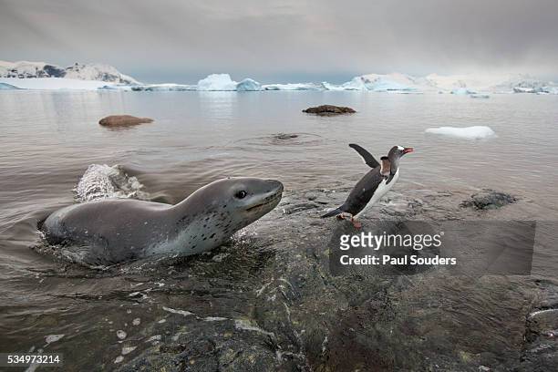 leopard seal hunting gentoo penguins, antarctica - gentoo penguin stockfoto's en -beelden