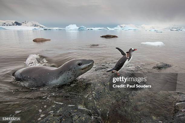 leopard seal hunting gentoo penguins, antarctica - leopard seal penguin stock pictures, royalty-free photos & images