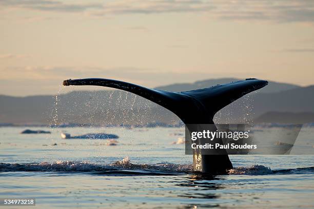 humpback whale in disko bay in greenland - ilulissat stock pictures, royalty-free photos & images