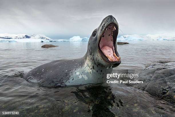 leopard seal hunting, antarctica - leopard seal stock-fotos und bilder