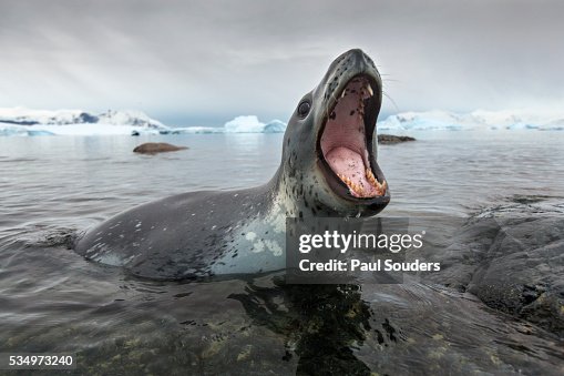 Leopard Seal Hunting Antarctica High Res Stock Photo Getty Images leopard-seal-hunting-antarctica-high-res-stock-photo-getty-images