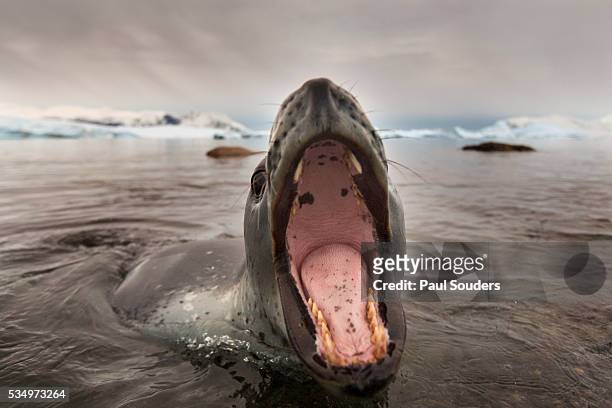 leopard seal, cuverville island, antarctica - leopard seal stock-fotos und bilder
