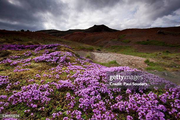 summer wildflowers in iceland - moss campion stock pictures, royalty-free photos & images