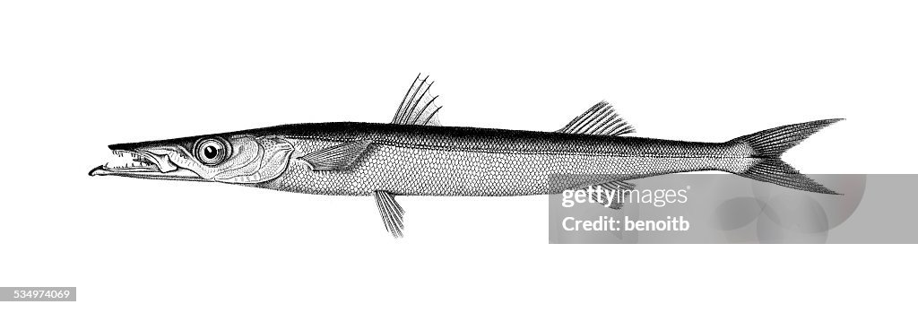 Barracuda
