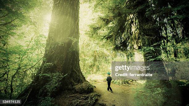 little boy at olympic national park - hoh rainforest bildbanksfoton och bilder