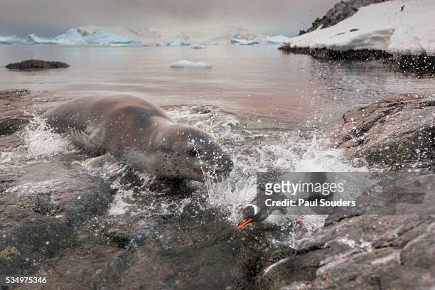 leopard seal hunting gentoo penguin, antarctica - leopard seal imagens e fotografias de stock